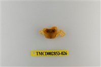藏品(太魯閣澤蟹)的圖片